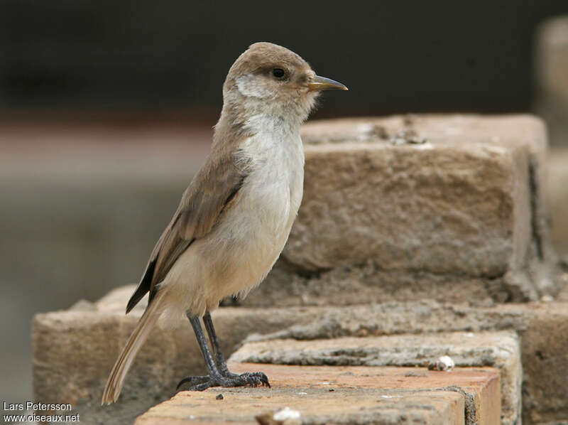 Ground Titadult, identification