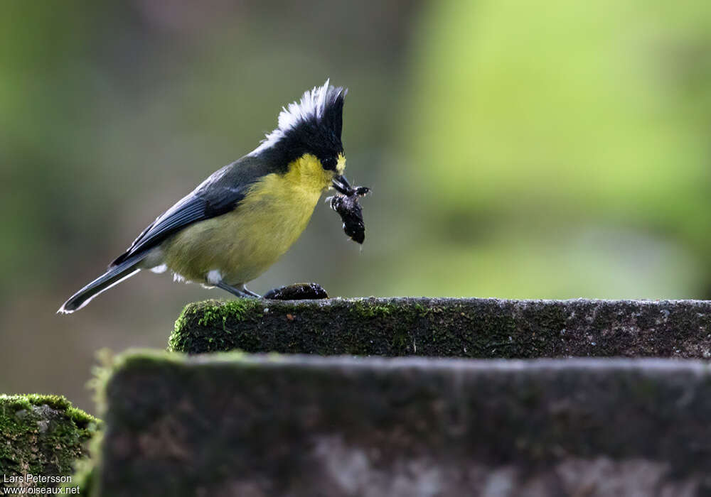Mésange de Taïwan
