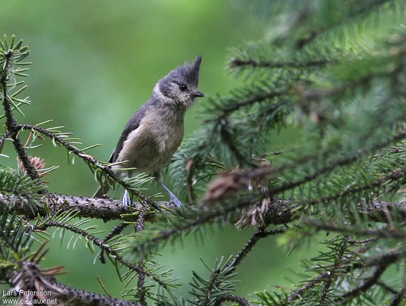 Mésange des bouleaux, habitat, pigmentation