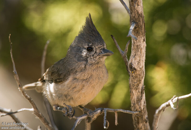 Juniper Titmouse