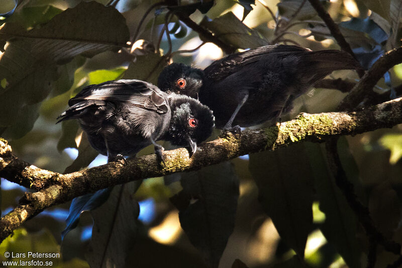 Mésange enfumée