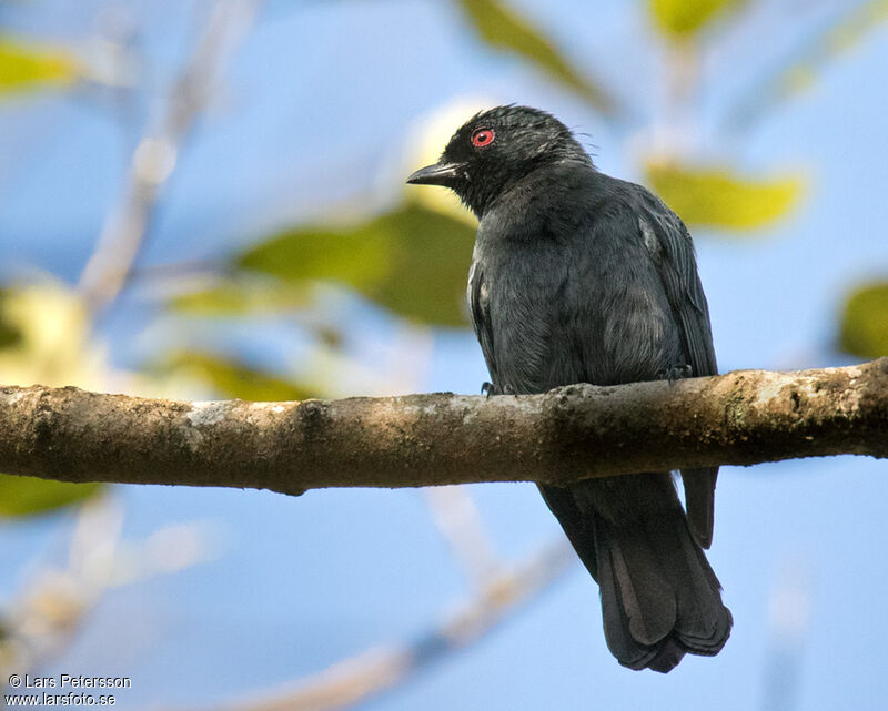 Mésange enfumée