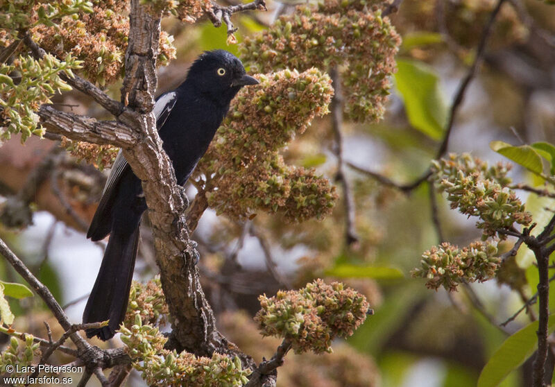 White-shouldered Black Tit