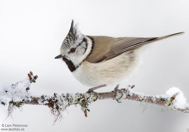 Mésange huppée