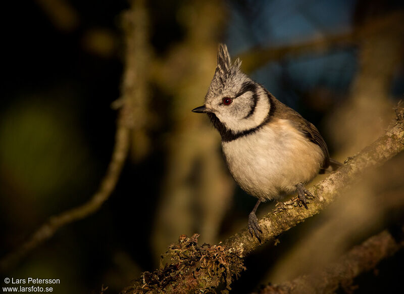 Crested Tit