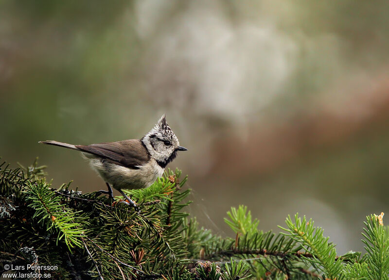 Mésange huppée