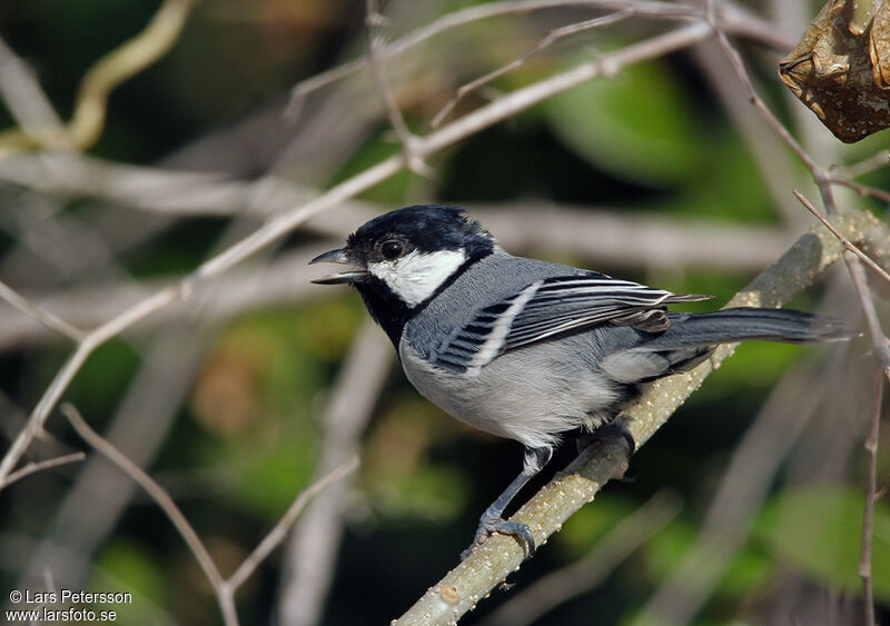 Mésange indienne