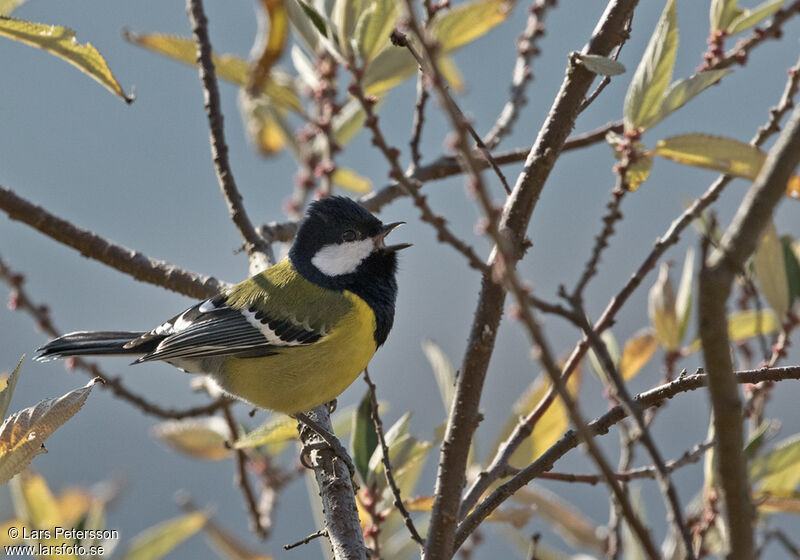 Mésange montagnarde