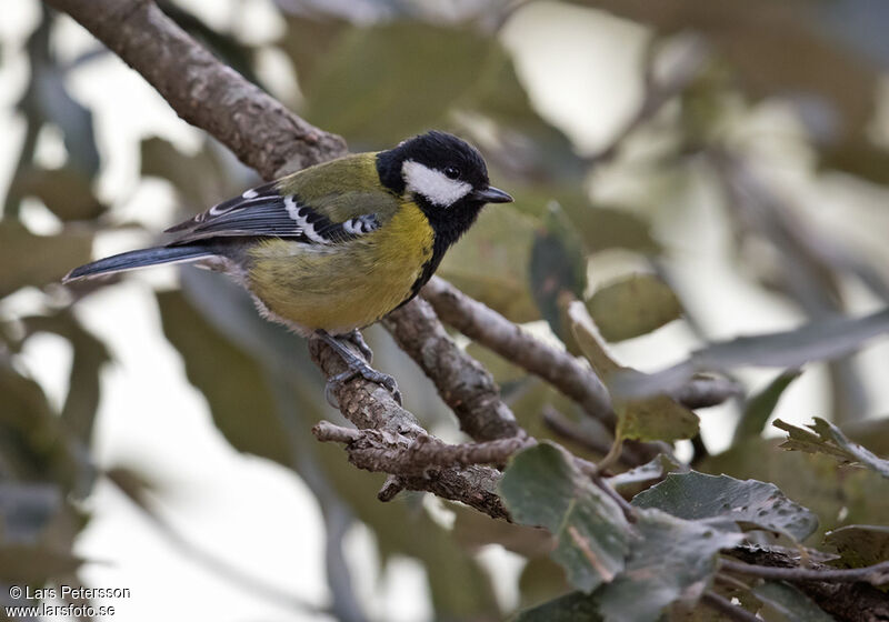 Green-backed Tit