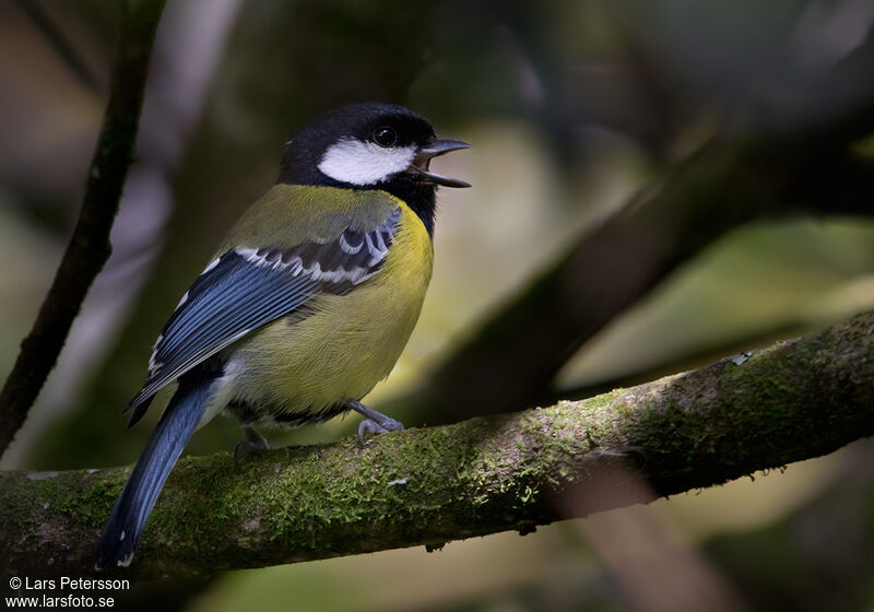 Green-backed Tit