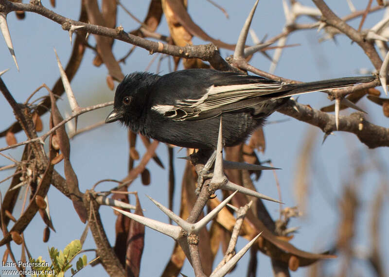 Southern Black Titadult, identification