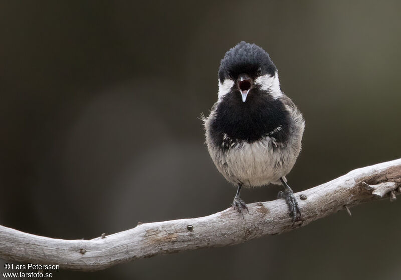 Coal Tit