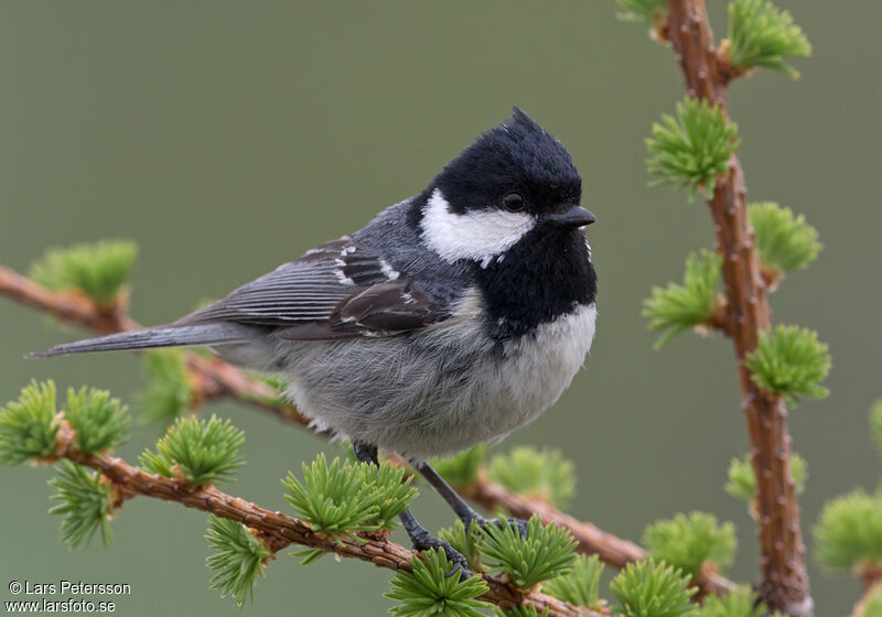 Coal Tit