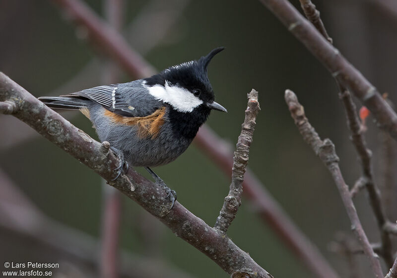 Coal Tit