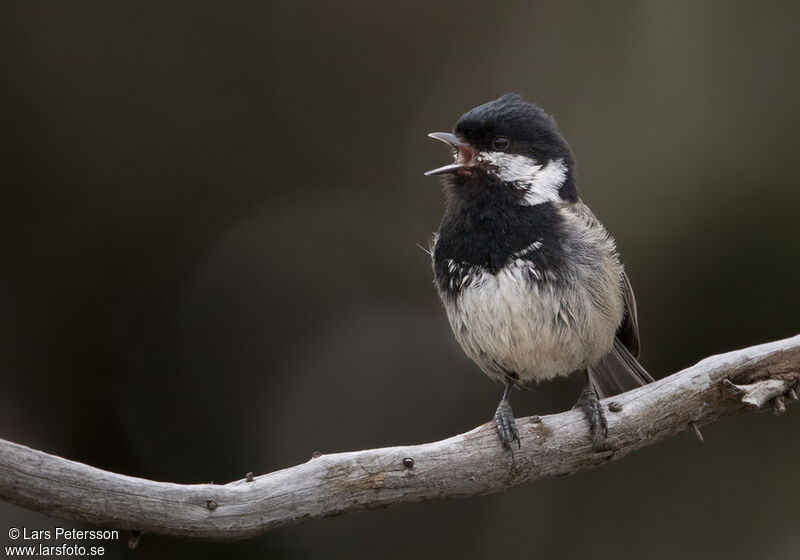 Coal Tit