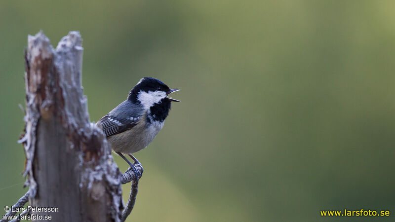 Coal Tit