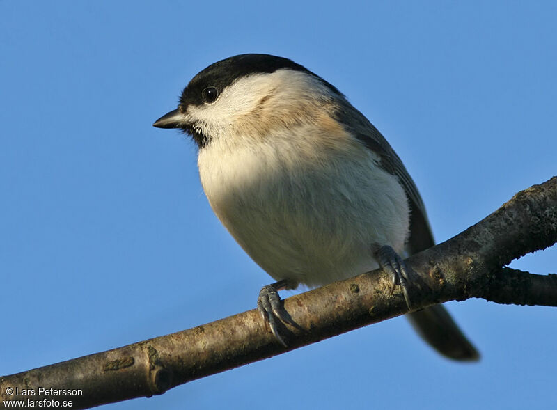 Mésange nonnette