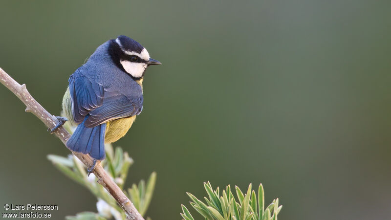 Mésange nord-africaine