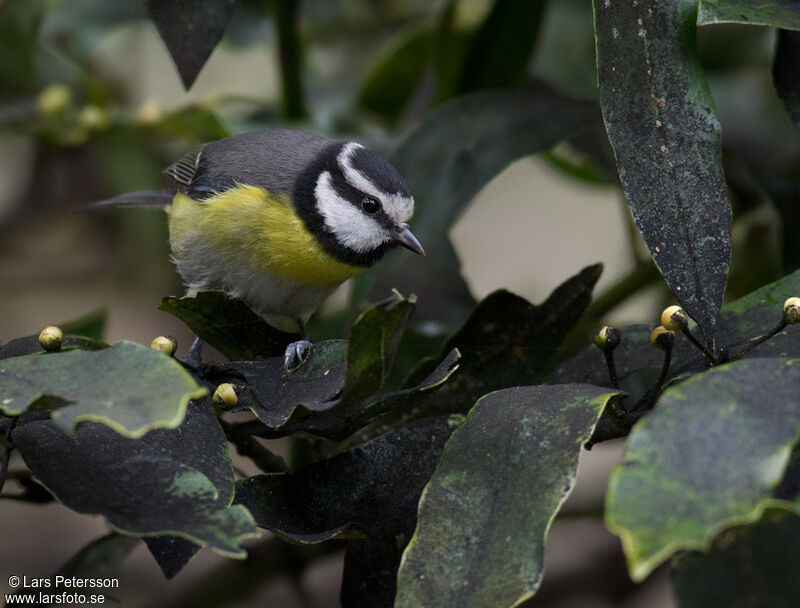 Mésange nord-africaine