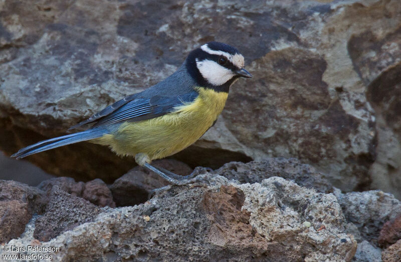 African Blue Tit