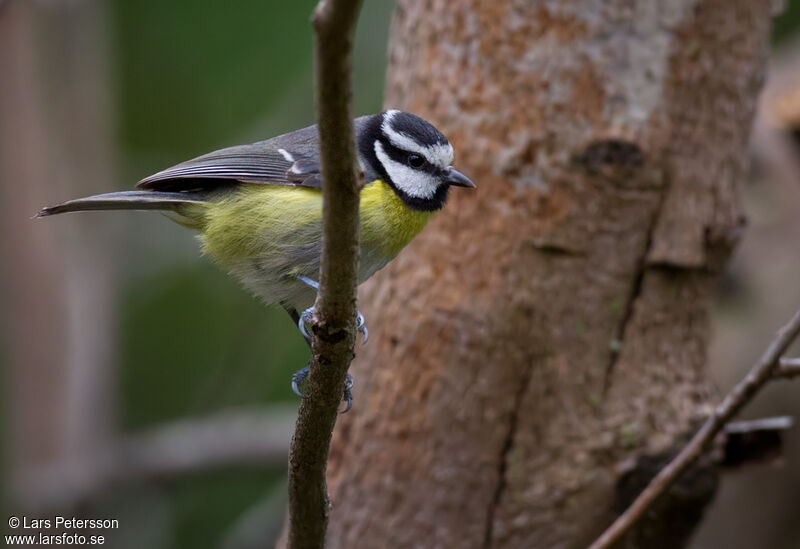 Mésange nord-africaine