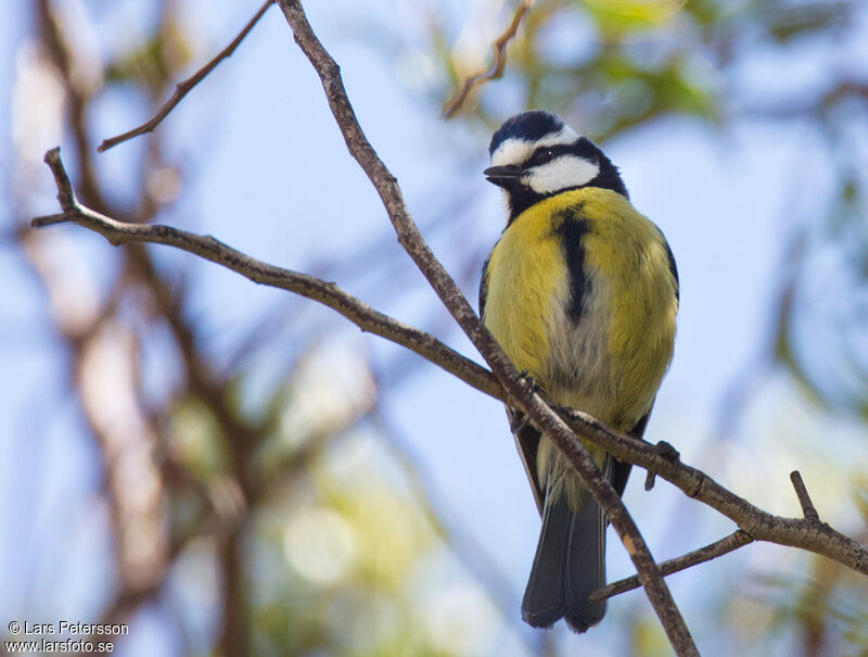 Mésange nord-africaine