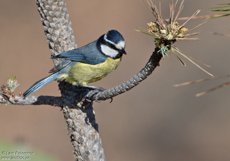 African Blue Tit