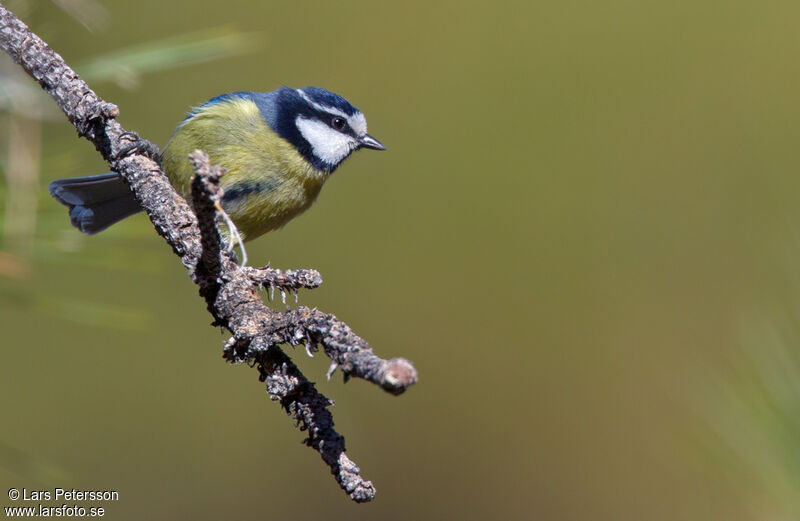 African Blue Tit