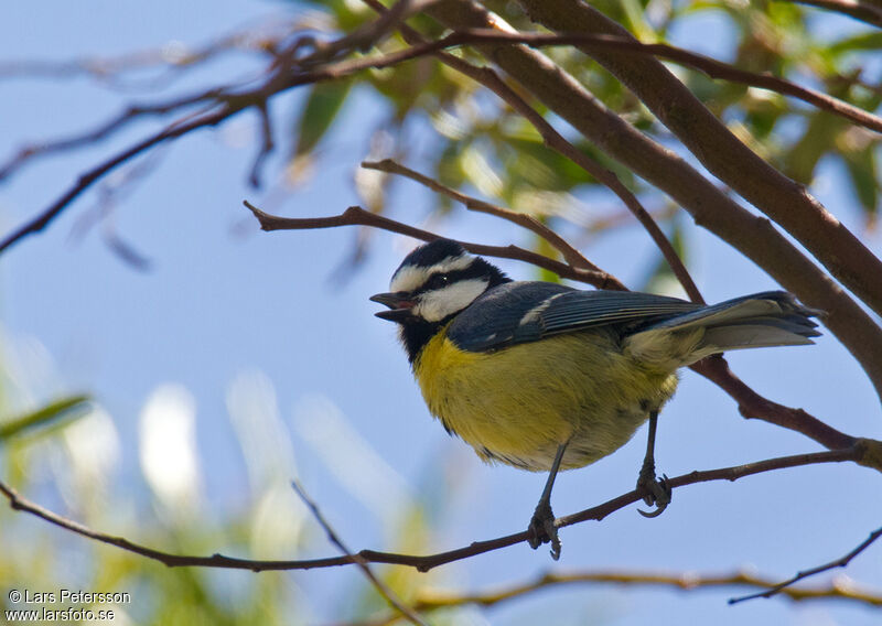 Mésange nord-africaine