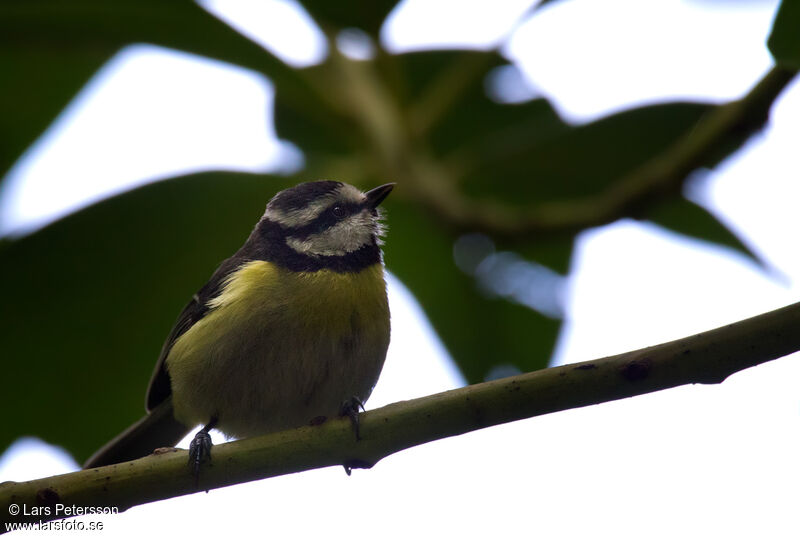 African Blue Tit