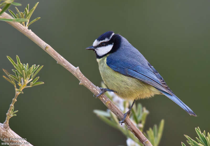 Mésange nord-africaine mâle adulte, identification