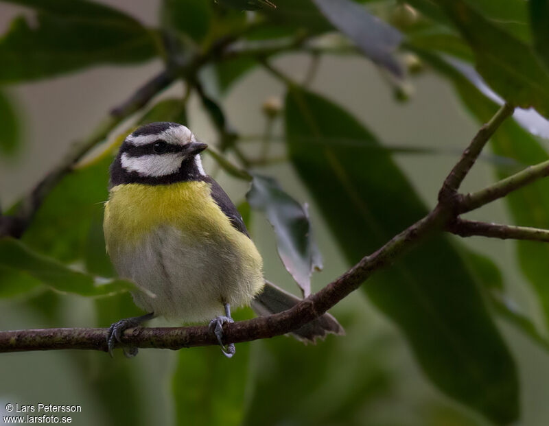 Mésange nord-africaine