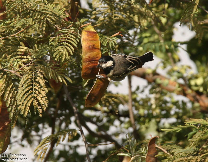 Mésange somalienneadulte, habitat, régime