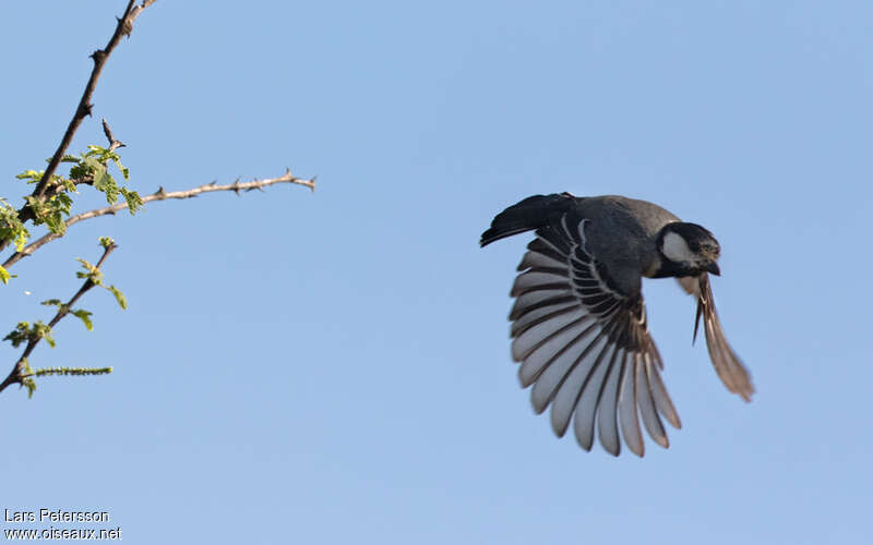 Mésange somalienne, Vol