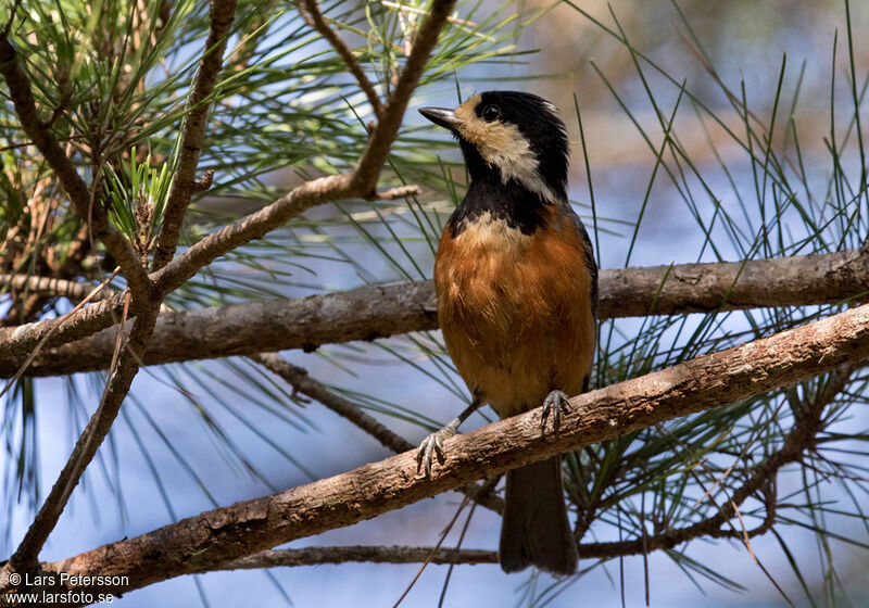 Mésange variée