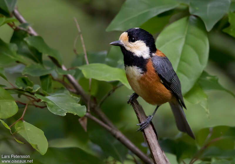 Mésange variéeadulte, identification