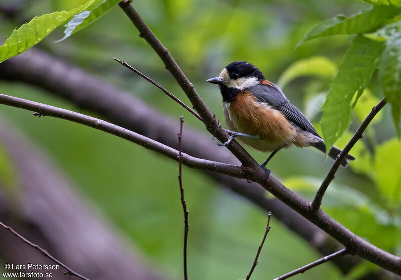 Mésange variée