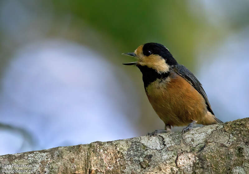 Mésange variéeadulte, pigmentation, chant