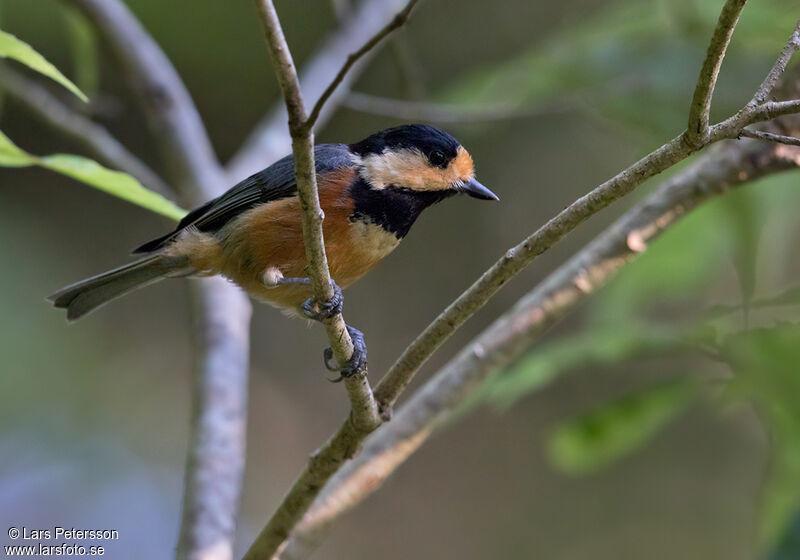 Mésange variée