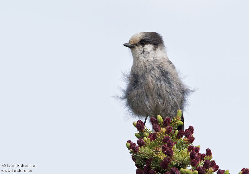 Canada Jay