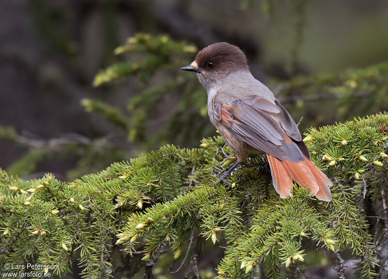 Siberian Jay