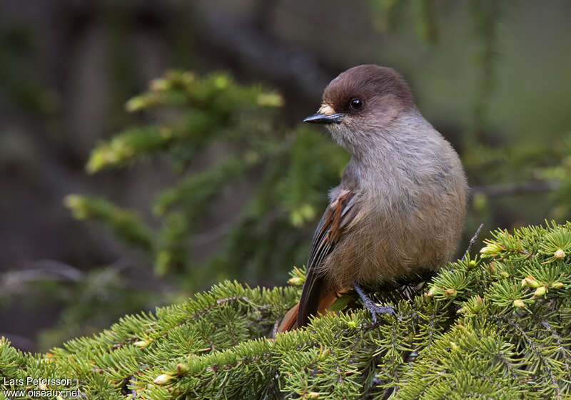 Siberian Jayadult, close-up portrait