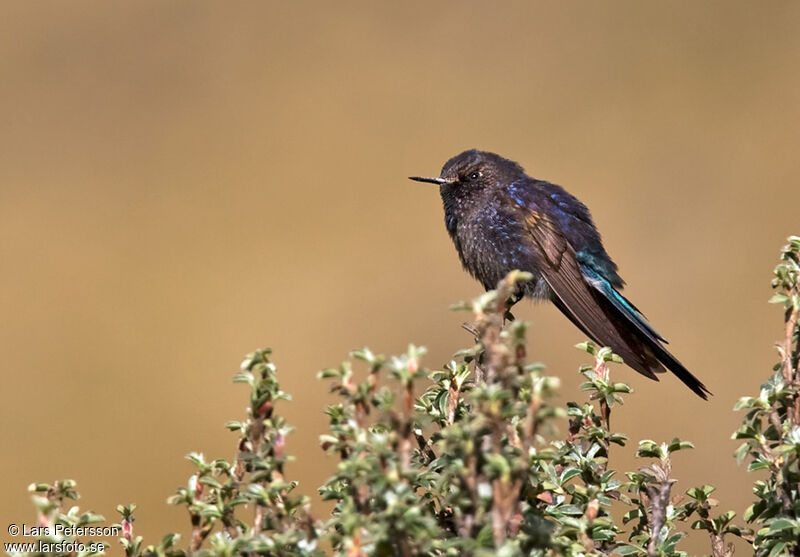 Blue-mantled Thornbill