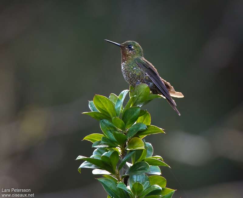 Neblina Metaltail female adult, identification