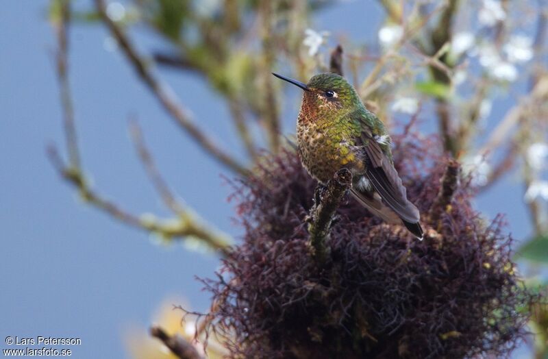 Neblina Metaltail