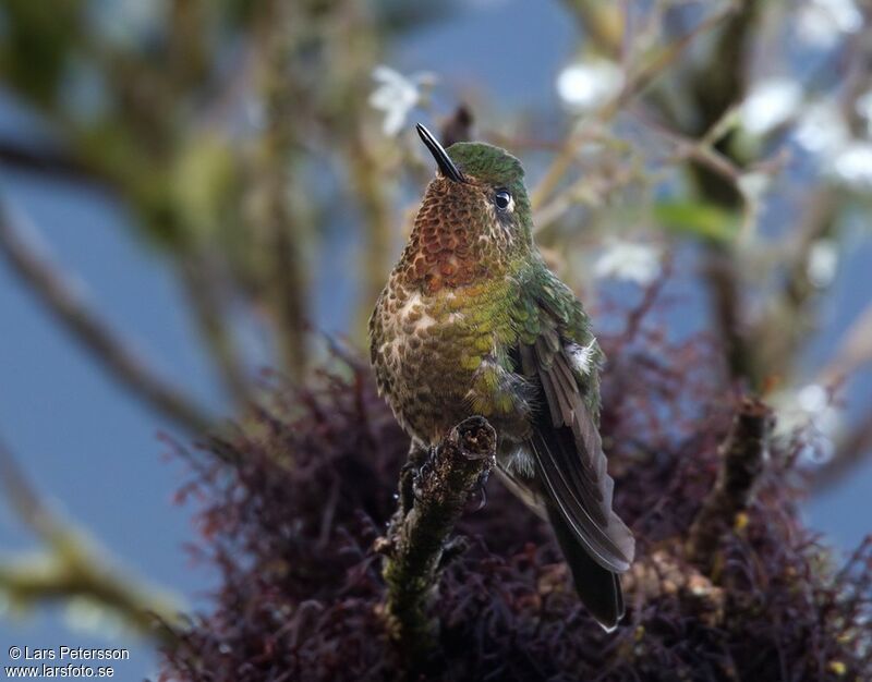 Neblina Metaltail