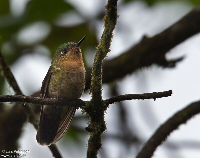 Tyrian Metaltail