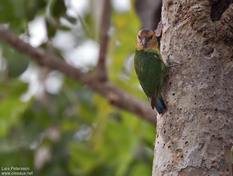 Buff-faced Pygmy Parrotadult, habitat, pigmentation