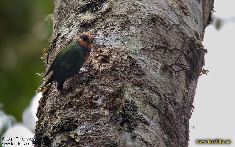 Red-breasted Pygmy Parrot