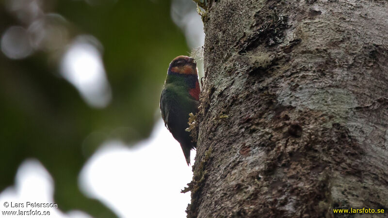 Red-breasted Pygmy Parrot